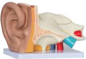 耳（外、中、內）解剖